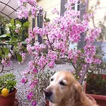 Corti Bed and Breakfast Όπως